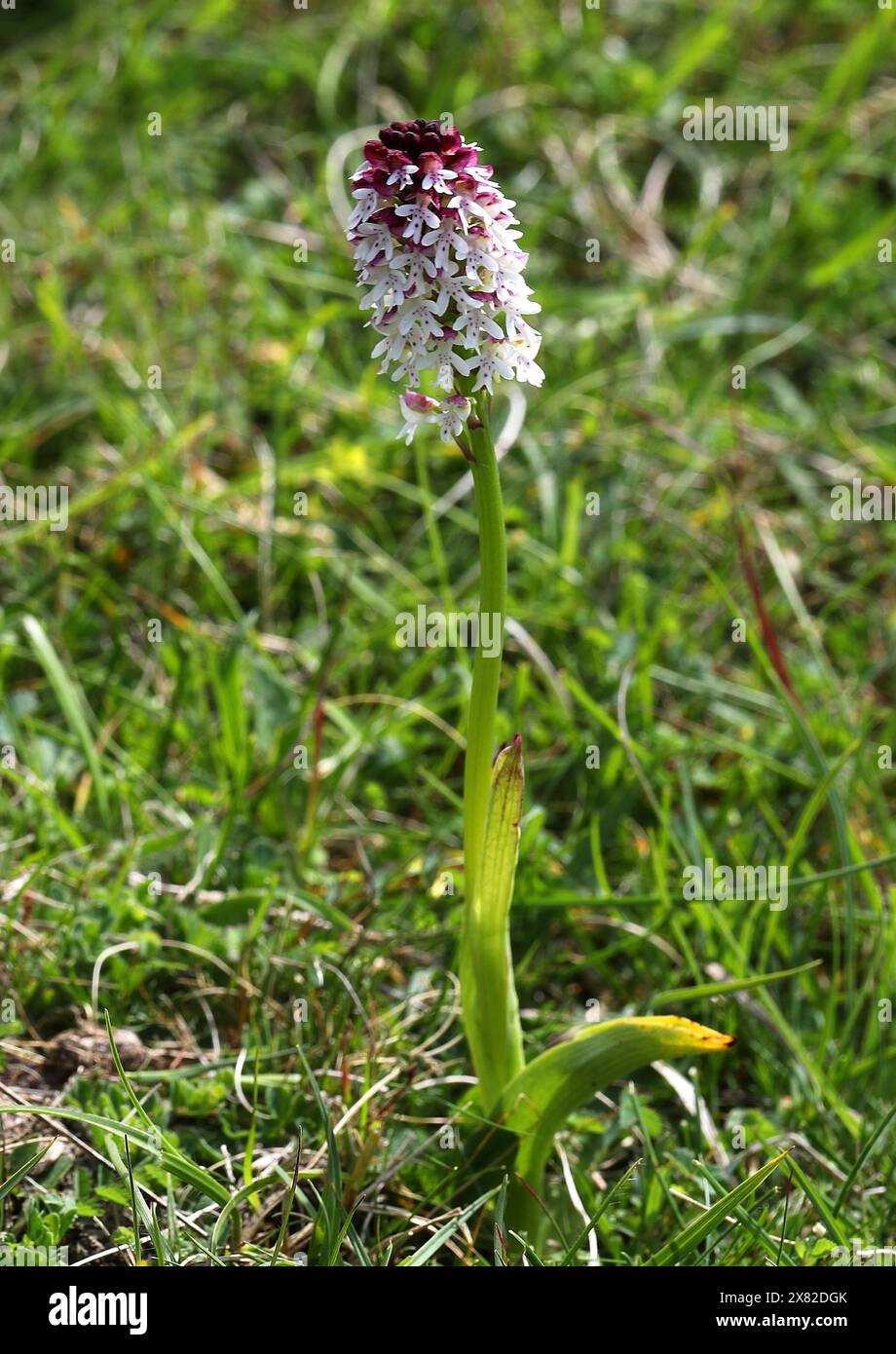 Verbrannte Orchidee oder verbrannte Spitze Orchidee, Neotinea ustulata (syn. Orchis ustula), Orchidaceae. Gefunden an kalkhaltigen Orten, Grasland auf Kreideflächen. Stockfoto