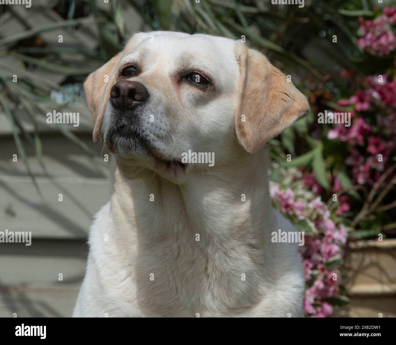 Gelber Labrador Retriever im Garten Stockfoto