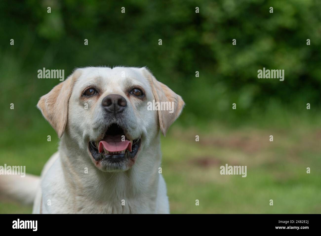 Gelber Labrador Retriever Hund Stockfoto