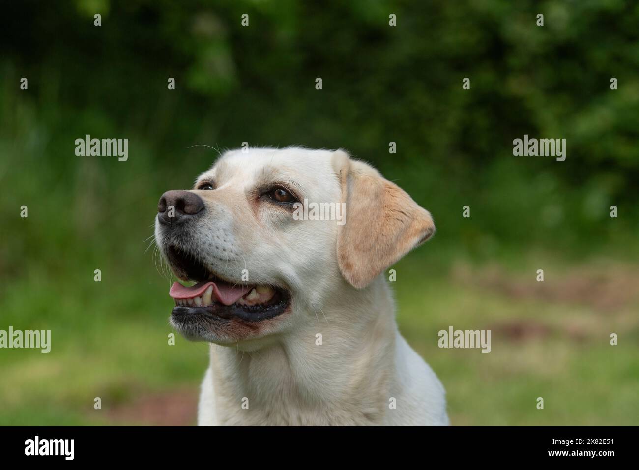 Gelber Labrador Retriever Hund Stockfoto