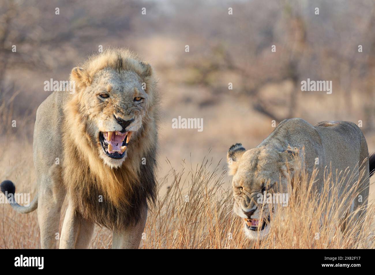 Afrikanische Löwen (Panthera leo melanochaita), zwei Erwachsene, männlich und einäugig weiblich, laufen im hohen trockenen Gras, während sie brüllen, Morgenlicht, Kruger NP Stockfoto
