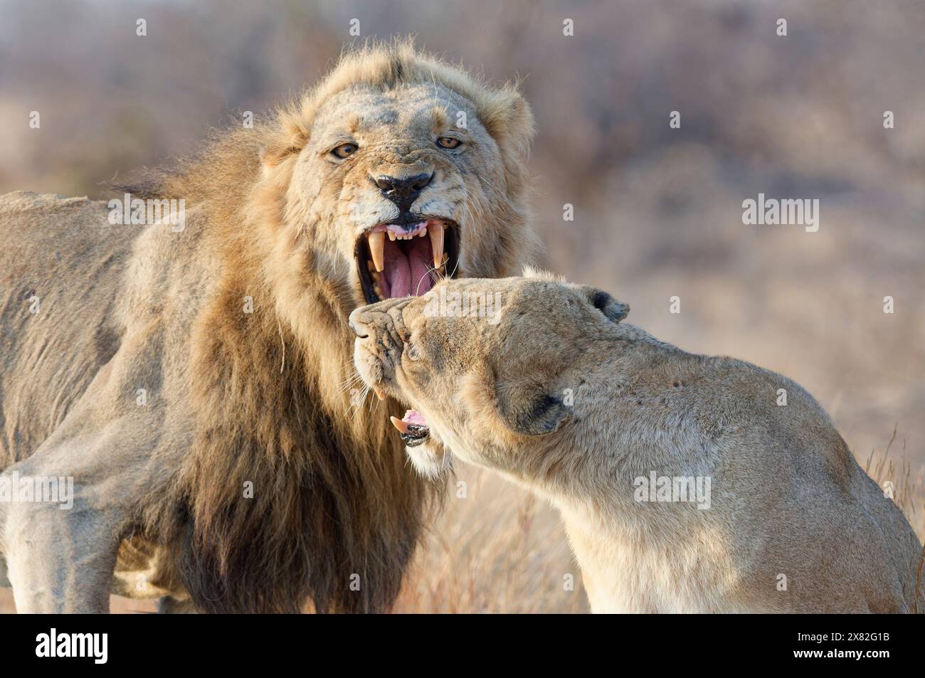Afrikanische Löwen (Panthera leo melanochaita), zwei Erwachsene, männlich und weiblich, brüllend von Angesicht zu Angesicht, kampfbereit, Morgenlicht, Kruger NP, Südafrika, Stockfoto