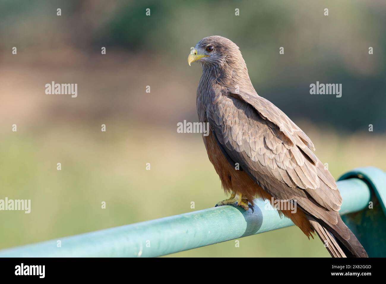 Gelbschnabeldrachen (Milvus aegyptius), erwachsener Vogel, sitzend auf der Brücke Leitplanke, Blick in die Ferne, Blick auf den Olifants River, Kruger, Stockfoto