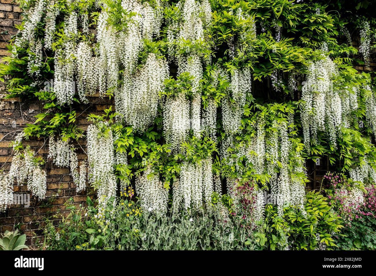 Wunderschöne weiße Wisterien, die im Frühling an der Ziegelmauer hängen Stockfoto