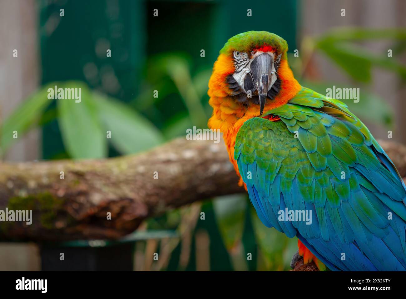 Ein wunderschöner Ara in einem Zoo Stockfoto