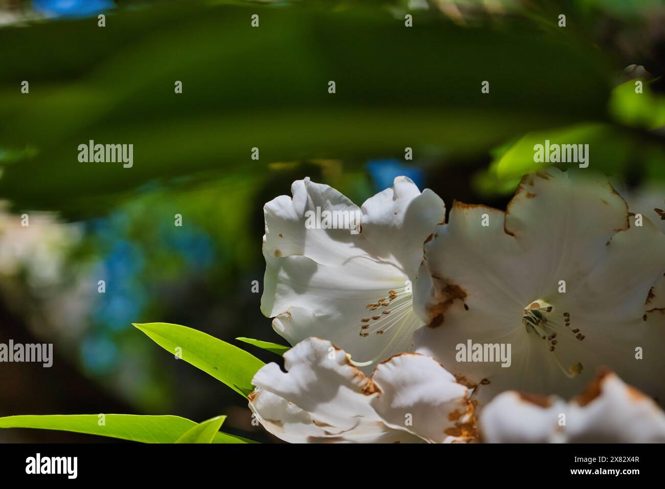 Nahaufnahme weißer Blüten mit grünen Blättern im Hintergrund, teilweise fokussiert. Die Blüten haben braune Kanten, was darauf hindeutet, dass sie welken könnten Stockfoto