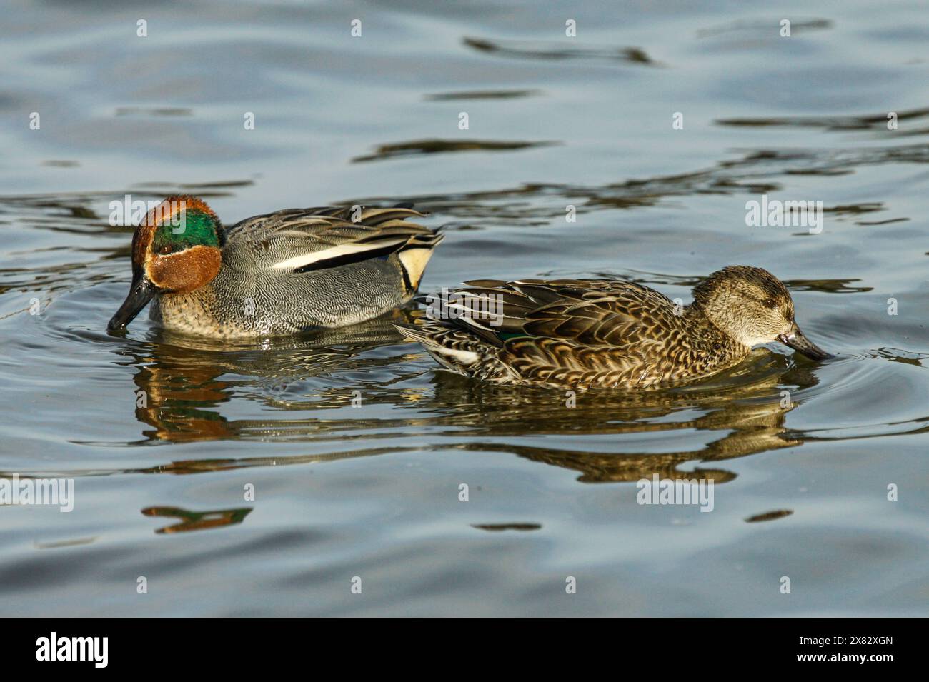 Ein Paar gewöhnlicher eurasischer Petrol, Neuchâtel See, Schweiz Stockfoto