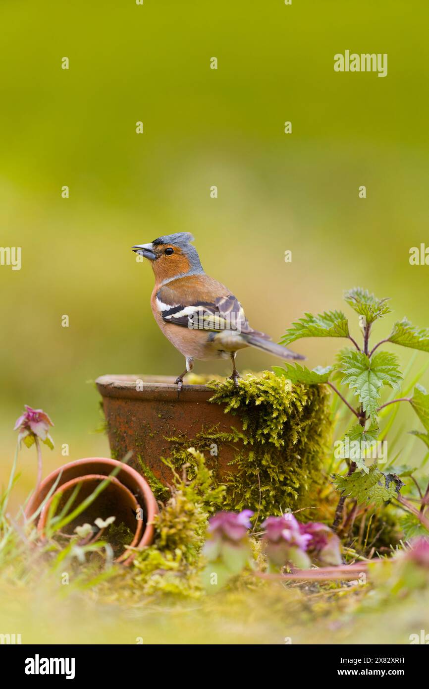 Fringilla Coelebs, männlicher Erwachsener auf Blumentopf, Suffolk, England, April Stockfoto