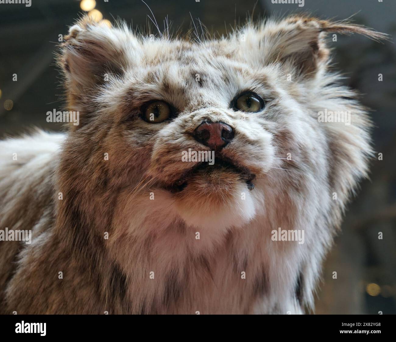 Die Präparation eines kanadischen Lynx Stockfoto