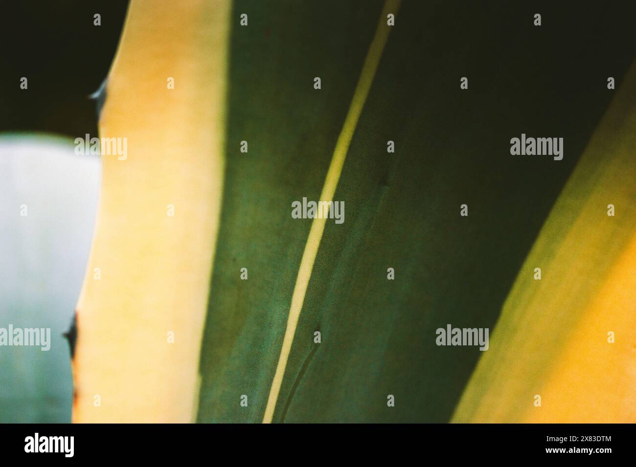 Agave Americana oder Century Plant, Maguey, American Aloe Green Yellow gestreifte stachelige Pflanze aus nächster Nähe. Die Prickeln auf den glatten, langen Blättern. Stockfoto