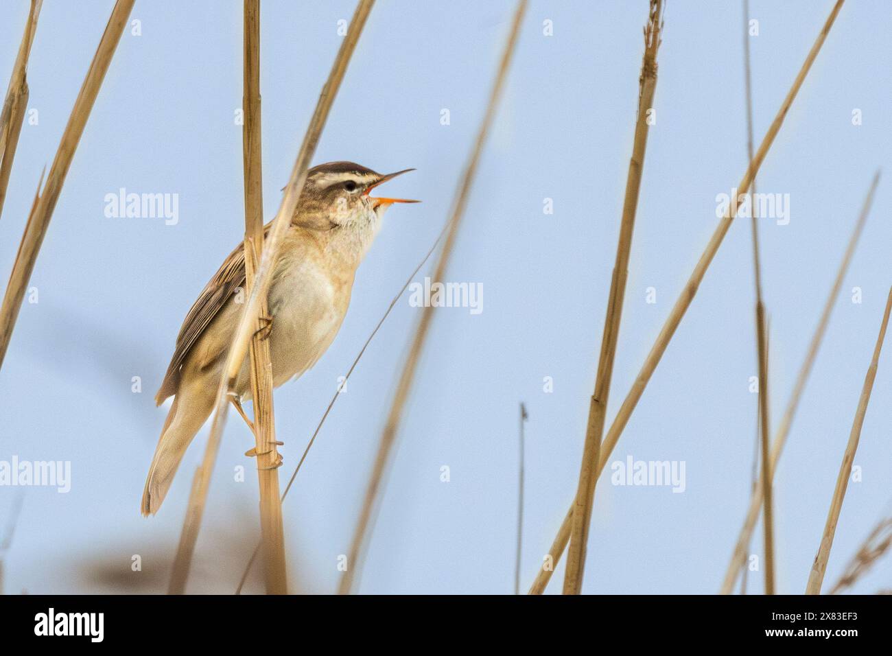 Segge Warbler, Cley Marshes, Norfolk Stockfoto