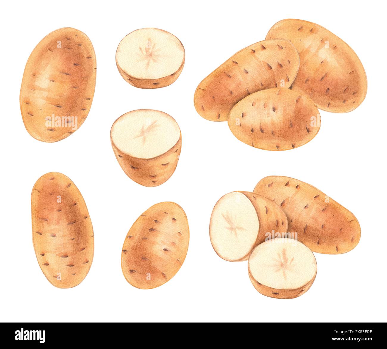 Aquarellkartoffel handgezeichnet isoliert auf weiß. Illustration von Kartoffelaquarellen. Handgezogenes Kartoffelelement. Künstlerisches Element der Wassergestaltung. Illustrat Stockfoto