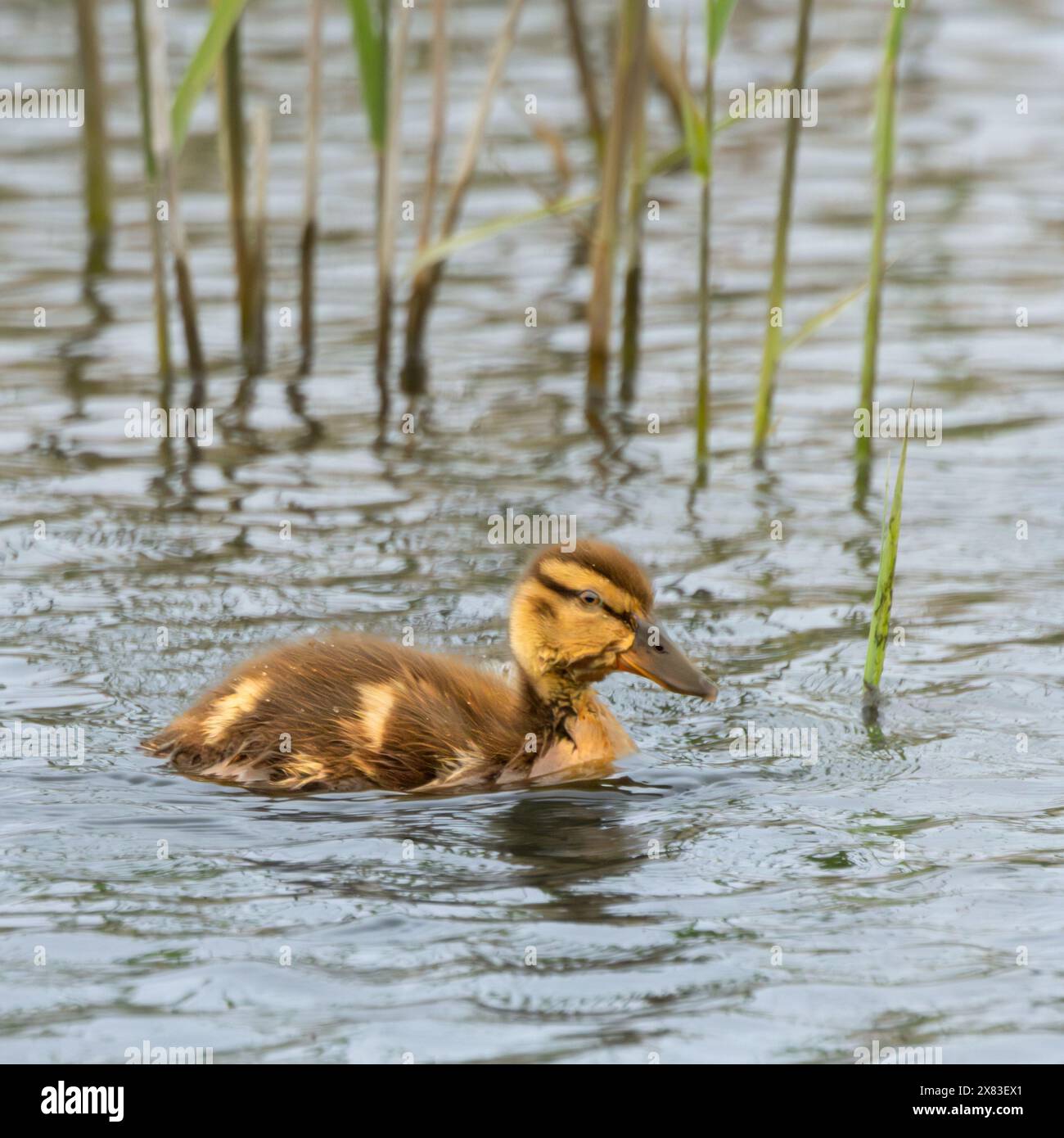 Stockenten-Enten, Cley Marshes Norfolk Stockfoto