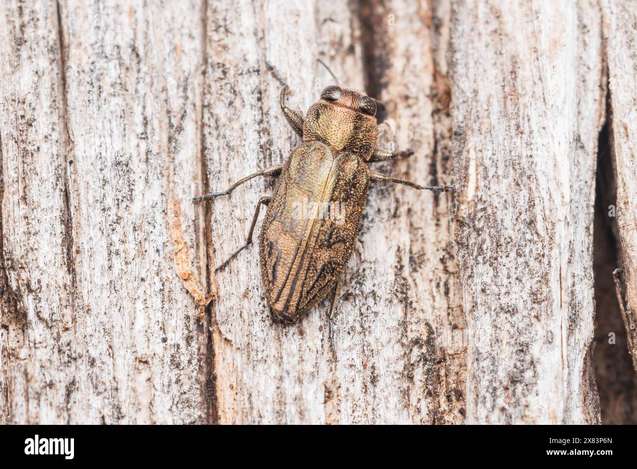 Buprestid Käfer (Chrysobothris sp.) Stockfoto