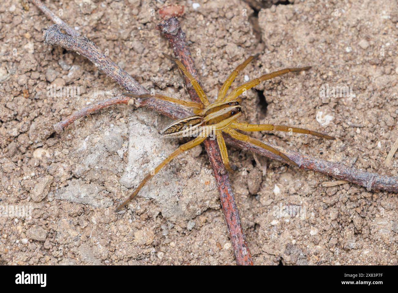 Tollwütige Wolfsspinne (rabidosa rabida) Stockfoto