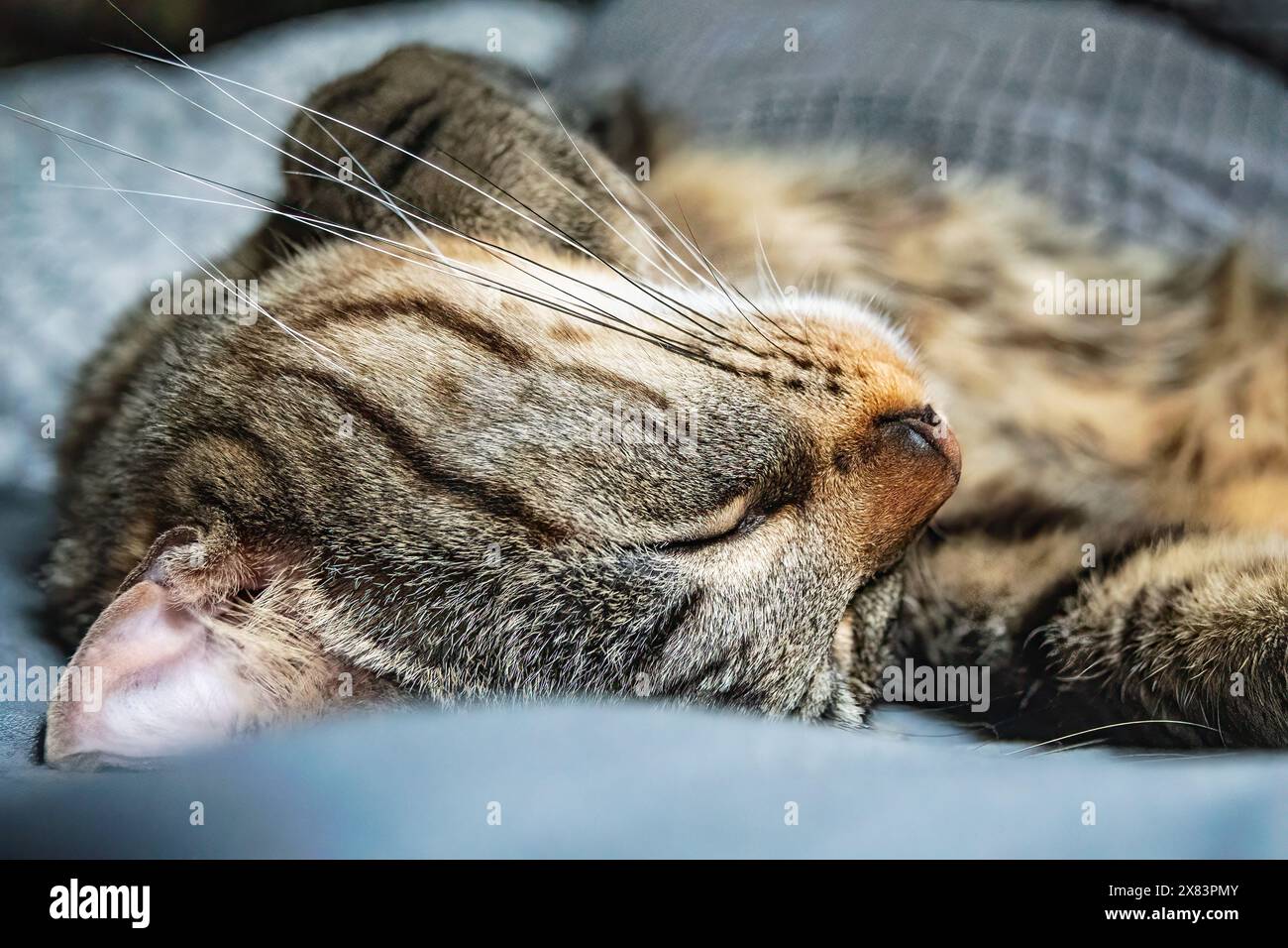 Schlafzimmerkatze Nahaufnahme Stockfoto