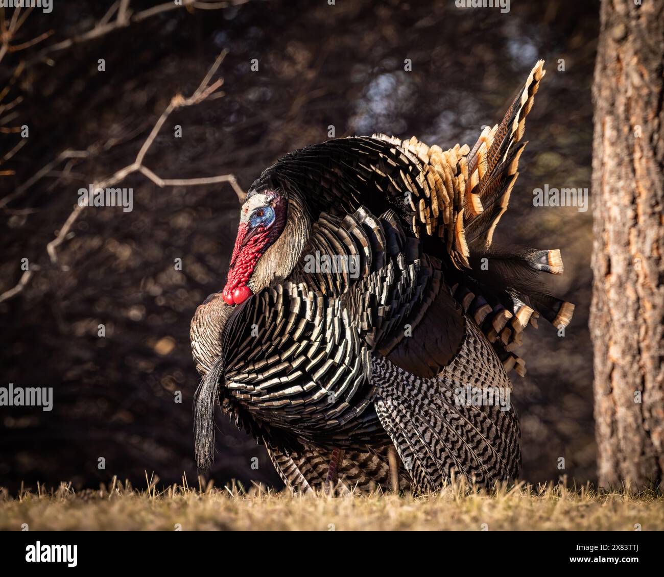 Merriam's tom turkey - Meleagris gallopavo - in voller Strut Colorado, USA Stockfoto
