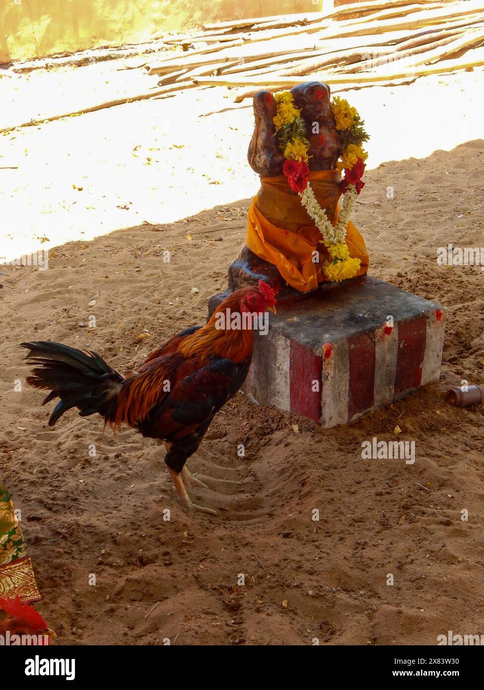 Hahn In Den Wächtern Der Linie (Kuladeivam Tempel In Tamil Nadu, Indien) Stockfoto