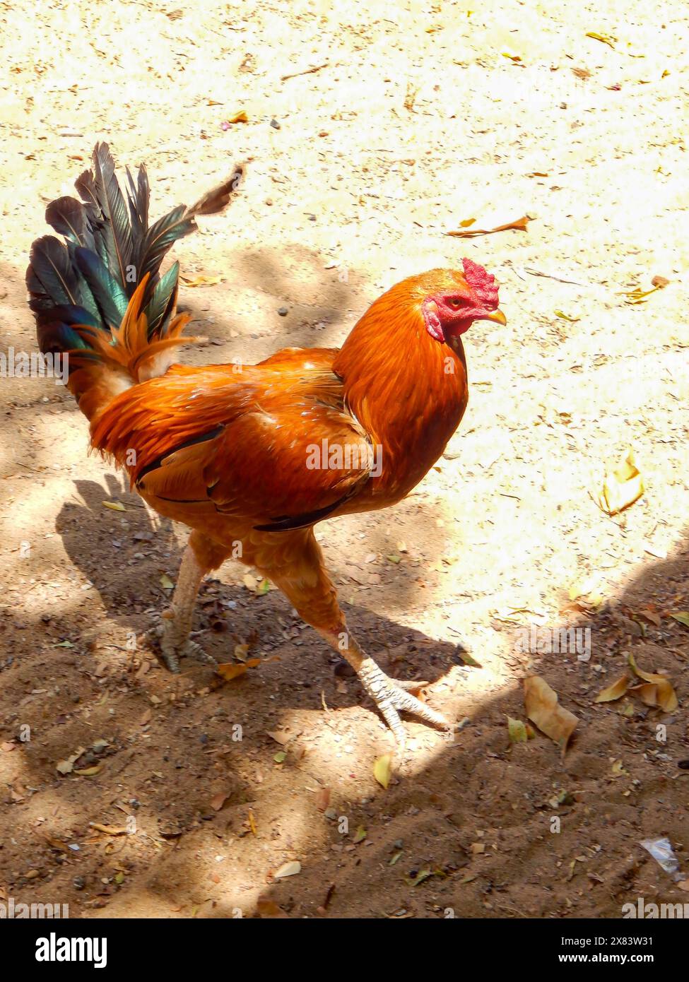 Hahn In Den Wächtern Der Linie (Kuladeivam Tempel In Tamil Nadu, Indien) Stockfoto