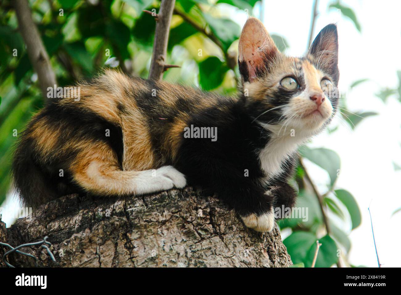 Lokale Kätzchen mit drei Farben entspannen und bleiben ruhig auf dem Stamm eines alten Baumes und mit roten Bougainvillea-Blüten im Hintergrund und Stockfoto