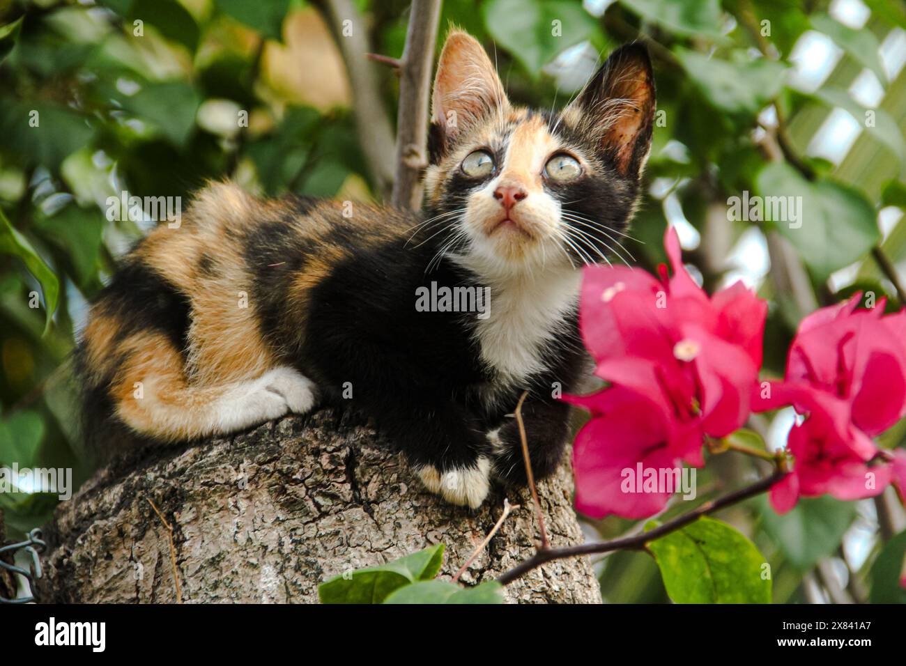 Lokale Kätzchen mit drei Farben entspannen und bleiben ruhig auf dem Stamm eines alten Baumes und mit roten Bougainvillea-Blüten im Hintergrund und Stockfoto