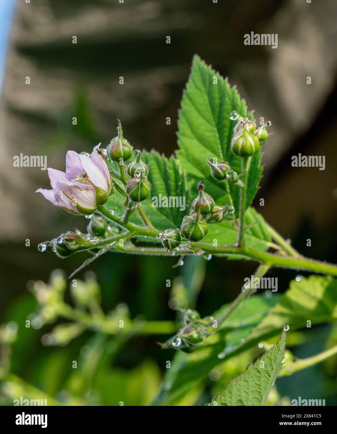 Brombeerknospen und Blumen auf einem Busch. Blühender Rubus fruticosus im Garten. Stockfoto