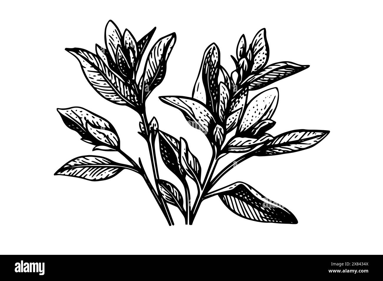 Vintage Mint Leaf Vector Sketch: Botanische Illustration von Pfefferminze und grüner Minze. Stock Vektor