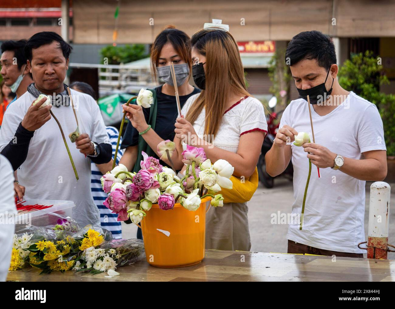 Eine Gruppe von Thailändischen wird am Visakha Bucha Day im Lat Phrao Tempel in Bangkok, Thailand, beobachtet, wie sie ihre Lotusblüten für Opfergaben vorbereiten. Visakha Bucha, einer der wichtigsten buddhistischen Feiertage Thailands, erinnert an die Geburt, Erleuchtung und den Tod von Gautama Buddha, alles am selben Tag. Thailändische Buddhisten besuchen in der Regel Tempel, um Verdienste zu machen. Dazu gehören Aktivitäten wie Almosen an Mönche, das Hören von Predigten und die Teilnahme an verschiedenen religiösen Ritualen. (Foto: Nathalie Jamois/SOPA Images/SIPA USA) Stockfoto