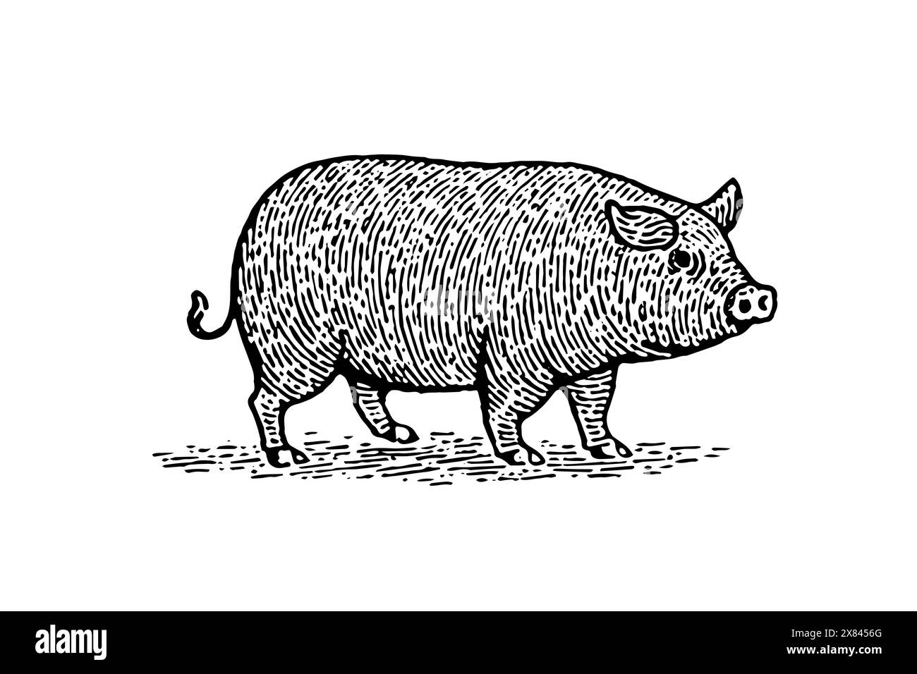 Vintage Pig Vector Sketch: Handgezeichnete Illustration von Nutztier. Stock Vektor