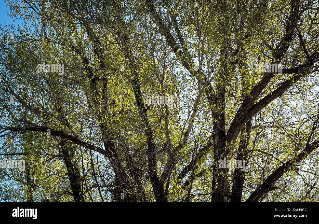 21. Mai 2024: Die blühenden Cottonwoods des Frühlings verleihen einer hohen Wüstenlandschaft leuchtende Farben. Gunnison River Basin, Gunnison, Colorado. Stockfoto