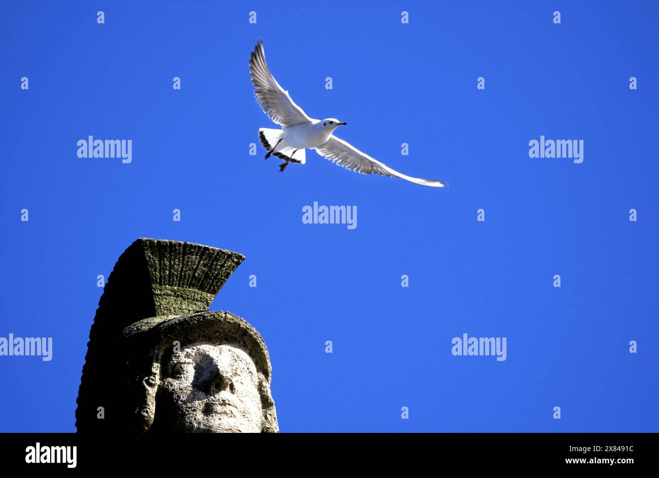 Möwe und Kopf der griechischen Statue Pallas Athena, München, Deutschland Stockfoto