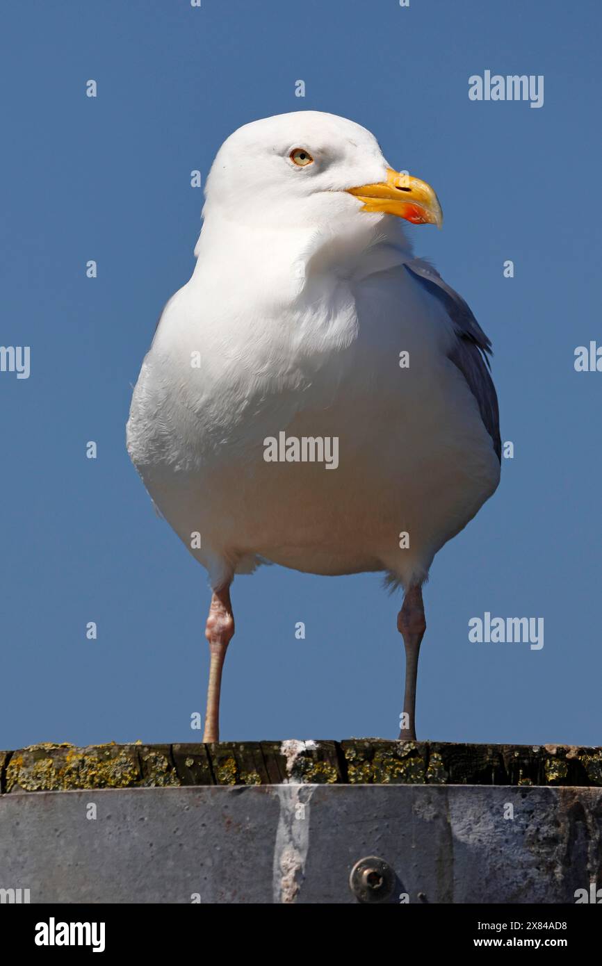 Europäische Silbermöwe (Larus argentatus), Nordseeküste, Schleswig-Holstein, Deutschland Stockfoto