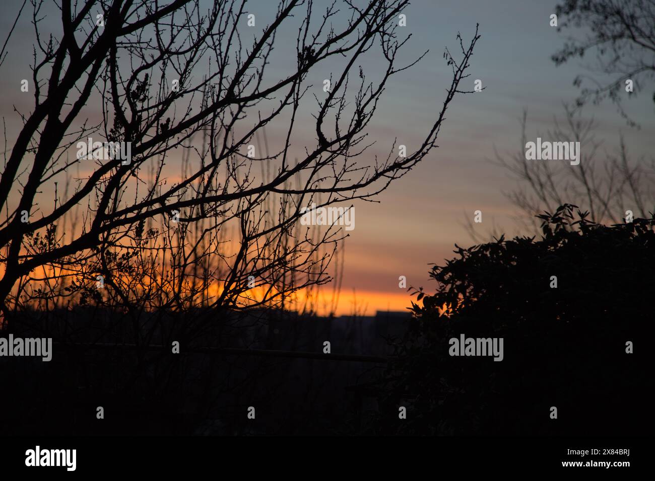 Silhouette eines Baumes in der frühen Morgensonne. Der Vordergrund ist fokussiert und der Hintergrund ist unscharf. Stockfoto Silhouette eines Baumes in der frühen Morgensonne. Der Vordergrund ist fokussiert und der Hintergrund ist unscharf. Stockfoto
