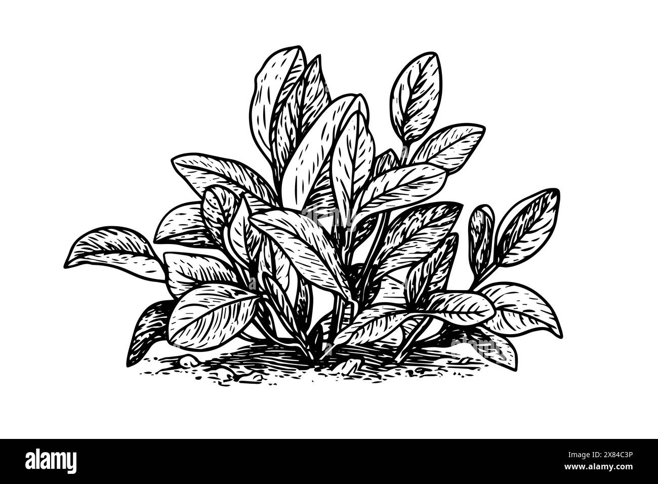Vintage Mint Leaf Vector Sketch: Botanische Illustration von Pfefferminze und grüner Minze. Stock Vektor