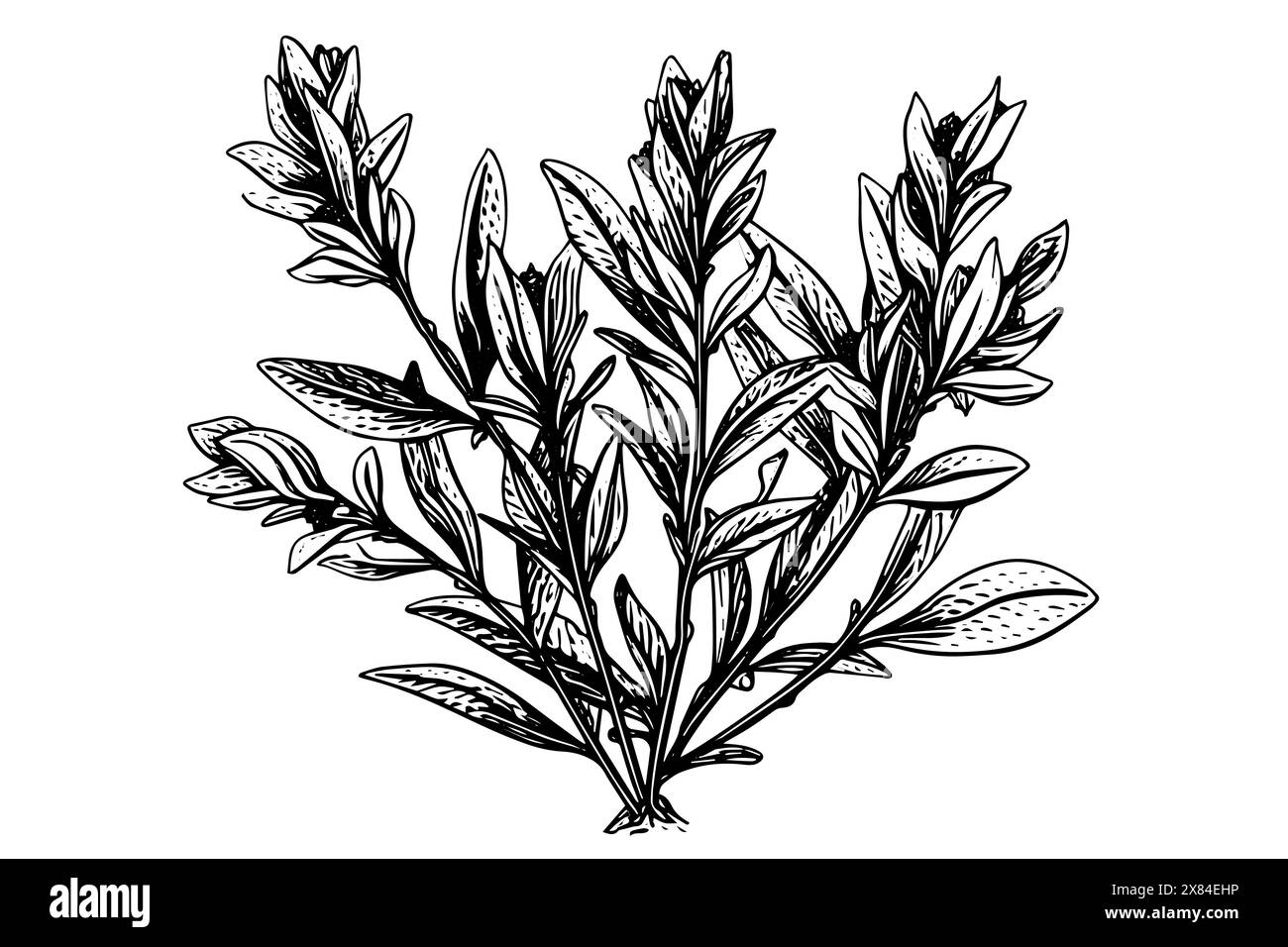 Vintage Mint Leaf Vector Sketch: Botanische Illustration von Pfefferminze und grüner Minze. Stock Vektor