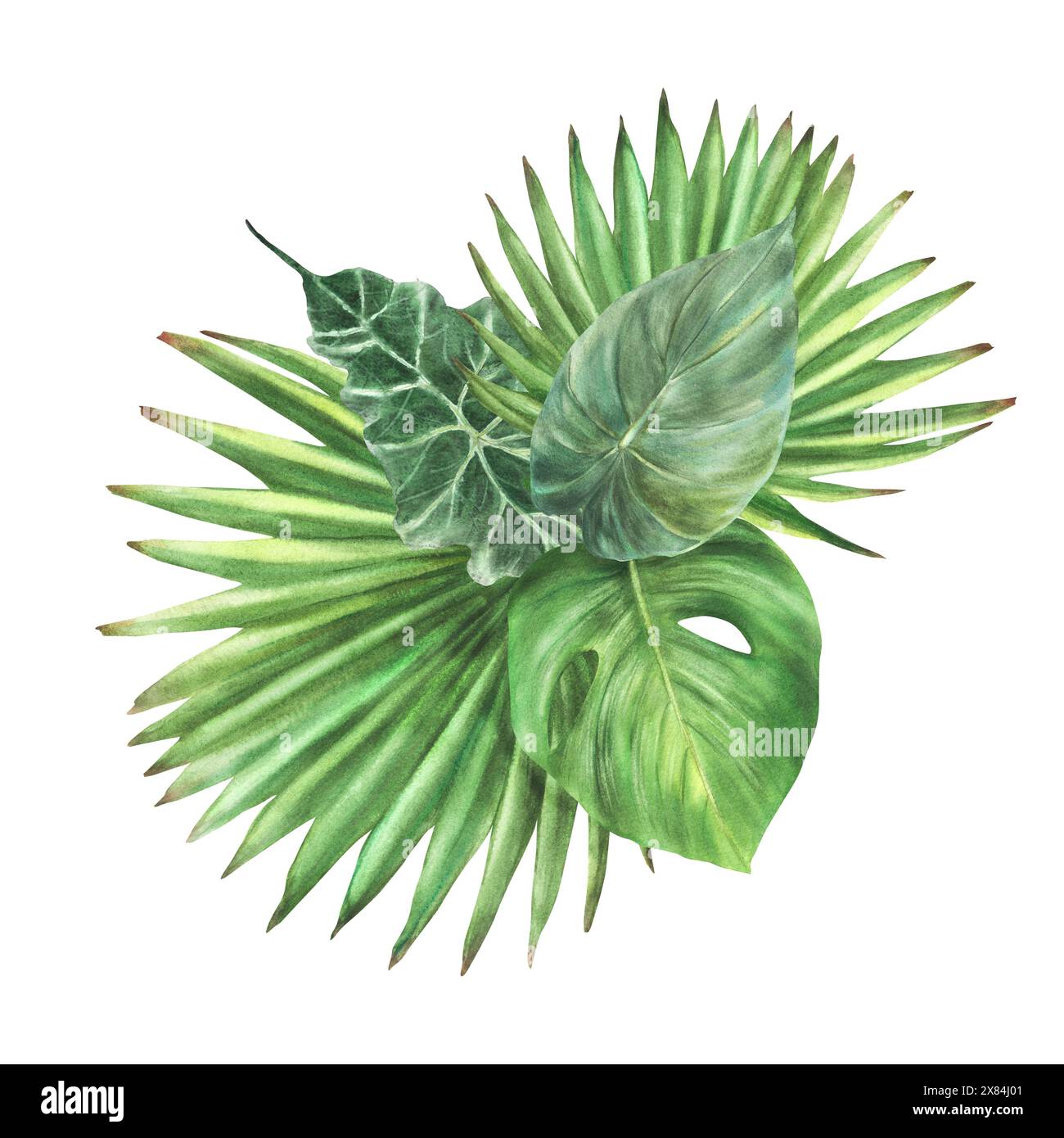 Tropische grüne Blätter, exotisches heimisches Laub. Monstera Palme mit Aquarell, Philodendron. Botanischer Dschungel Clipart für Karte, Etikett. Hand Stockfoto