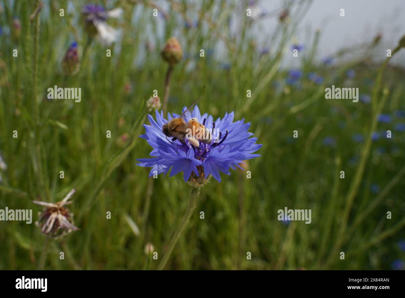 Biene auf blauer Kornblume auf dem Feld, Nahaufnahme des Fotos Stockfoto