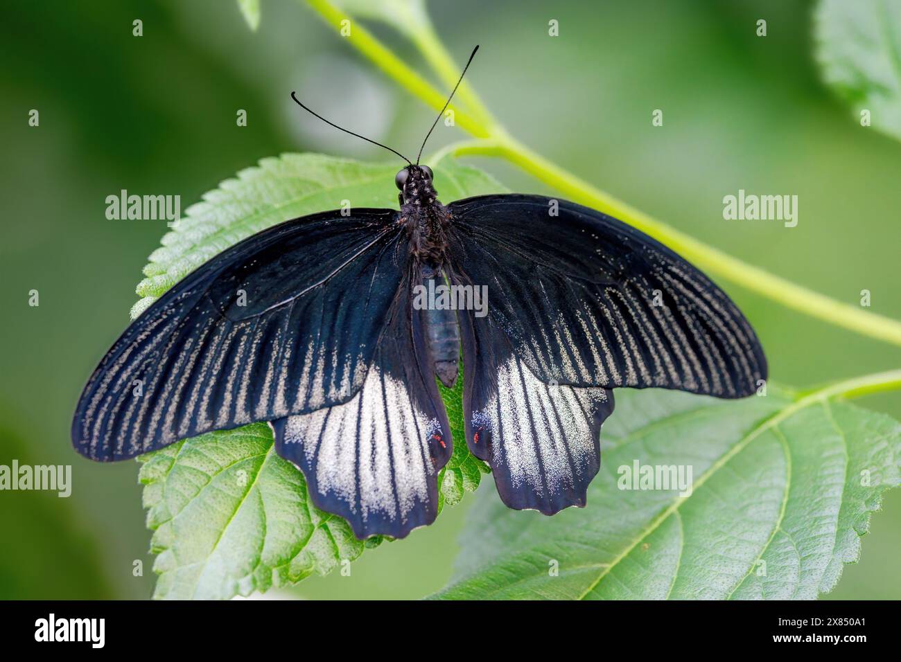 Papilio memnon, der große Mormon, ist ein großer Schmetterling aus Südasien, der zur Familie der Schwalbenschwänze gehört. Stockfoto