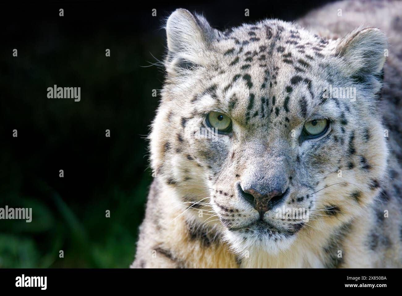 Erwachsene zeigen Leopard, panthera uncia, sitzen in einer Waldumgebung. Leerzeichen für Text. Stockfoto