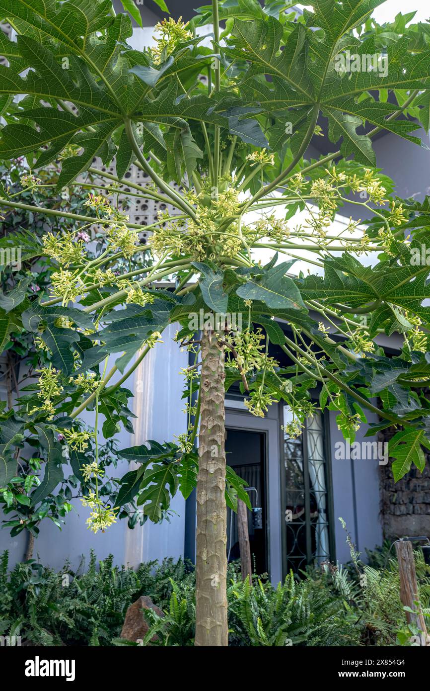 Blüten von Carica Papaya (Papaya) - eine riesige krautige Pflanze Stockfoto