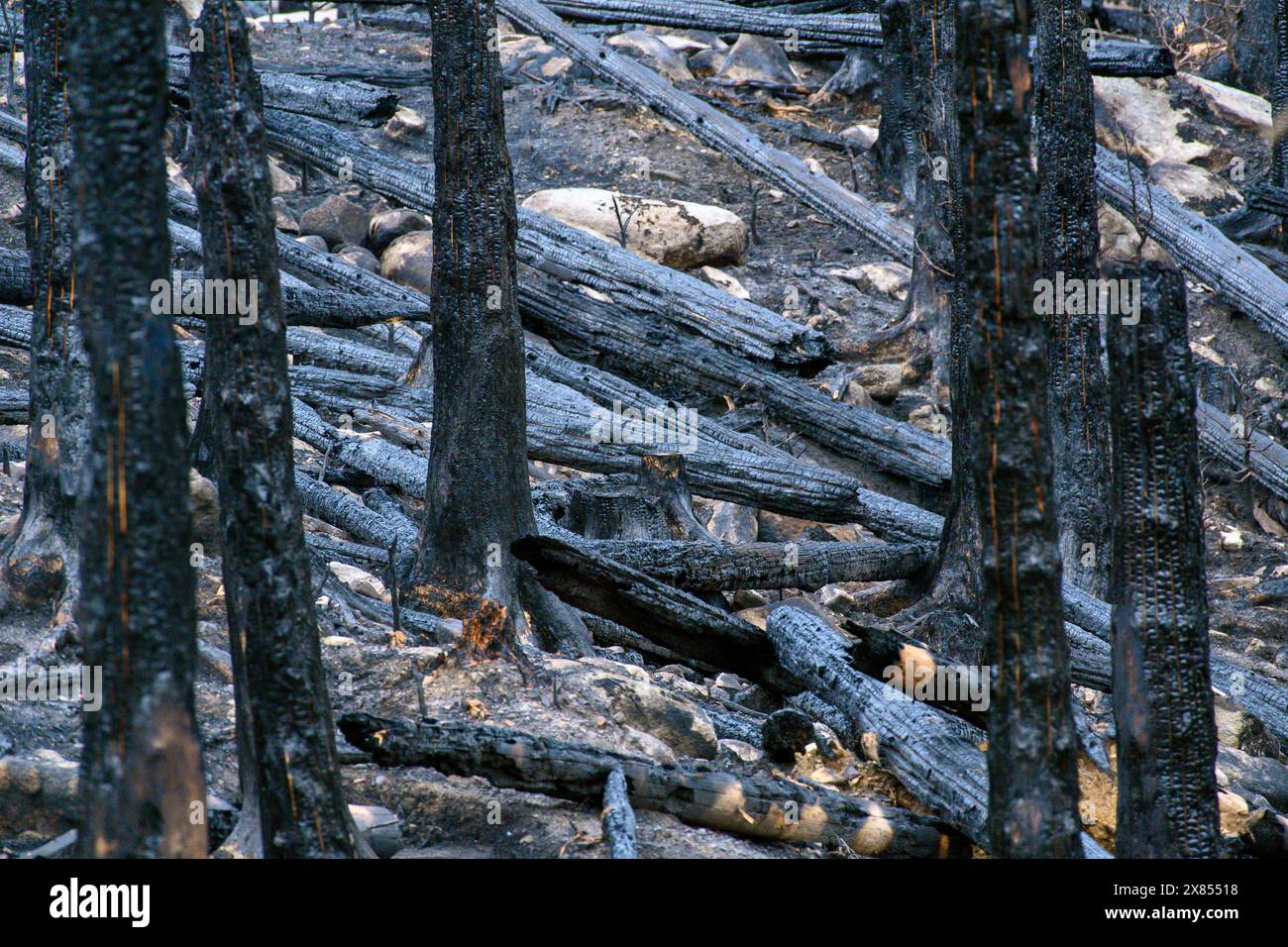 Schierke, Deutschland. August 2022. Ein Waldgebiet bei Schierke (Foto vom 19.08.2022). Im Gebiet der Quesenbank/Knaupsholz brannte der Wald vom 11. August 2022 bis zum 14. August 2022 ab. Quelle: Klaus-Dietmar Gabbert/dpa/Alamy Live News Stockfoto