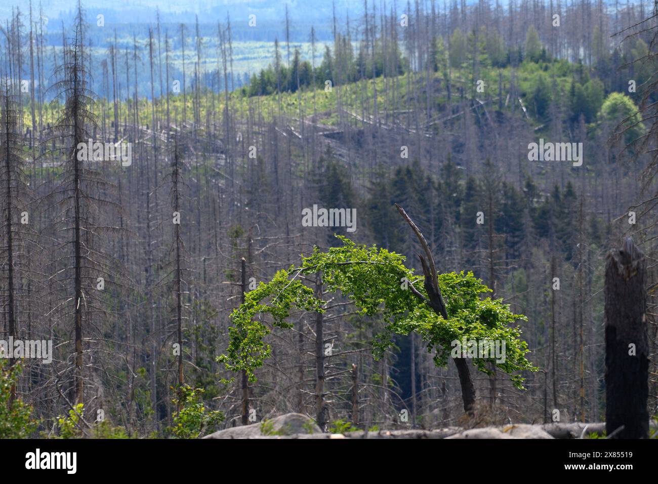 Schierke, Deutschland. Mai 2024. Eine Buche sprießt wieder und bildet neues, junges Grün. Im Gebiet der Quesenbank/Knaupsholz brannte der Wald vom 11. August 2022 bis zum 14. August 2022 ab. Quelle: Klaus-Dietmar Gabbert/dpa/Alamy Live News Stockfoto