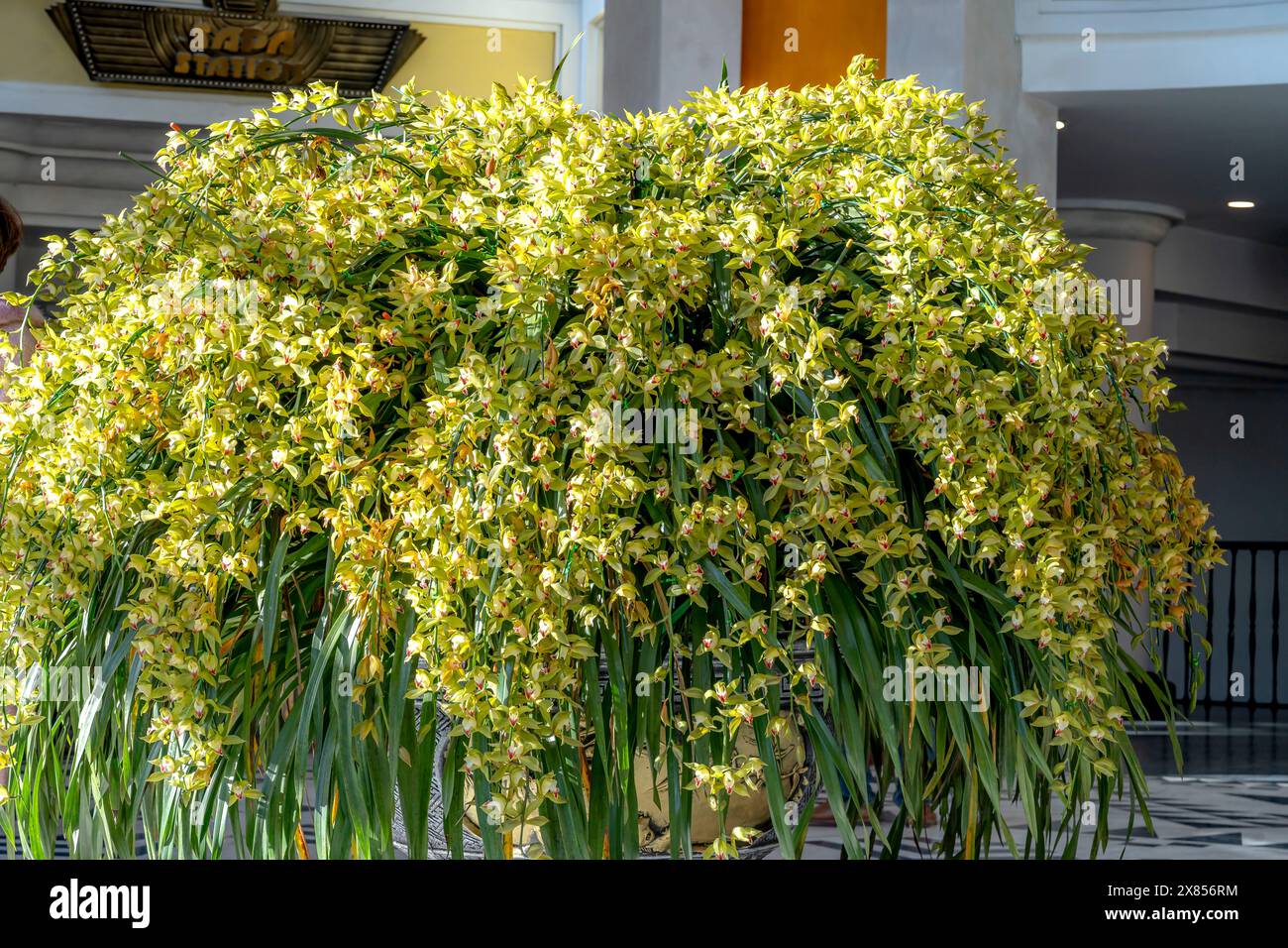 Seilbahnstation nach Fanxipan, Stadt Sa Pa, Provinz Lao Cai, Vietnam - 20. Februar 2024: Bewundern Sie den wunderschönen Topf mit cymbidium-Orchideen in der Stockfoto
