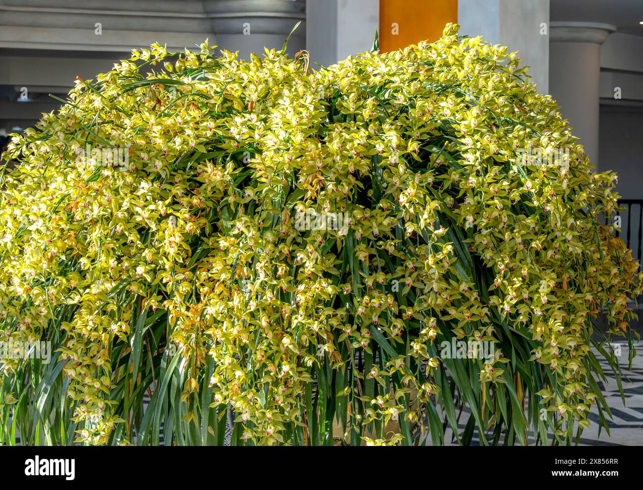 Seilbahnstation nach Fanxipan, Stadt Sa Pa, Provinz Lao Cai, Vietnam - 20. Februar 2024: Bewundern Sie den wunderschönen Topf mit cymbidium-Orchideen in der Stockfoto