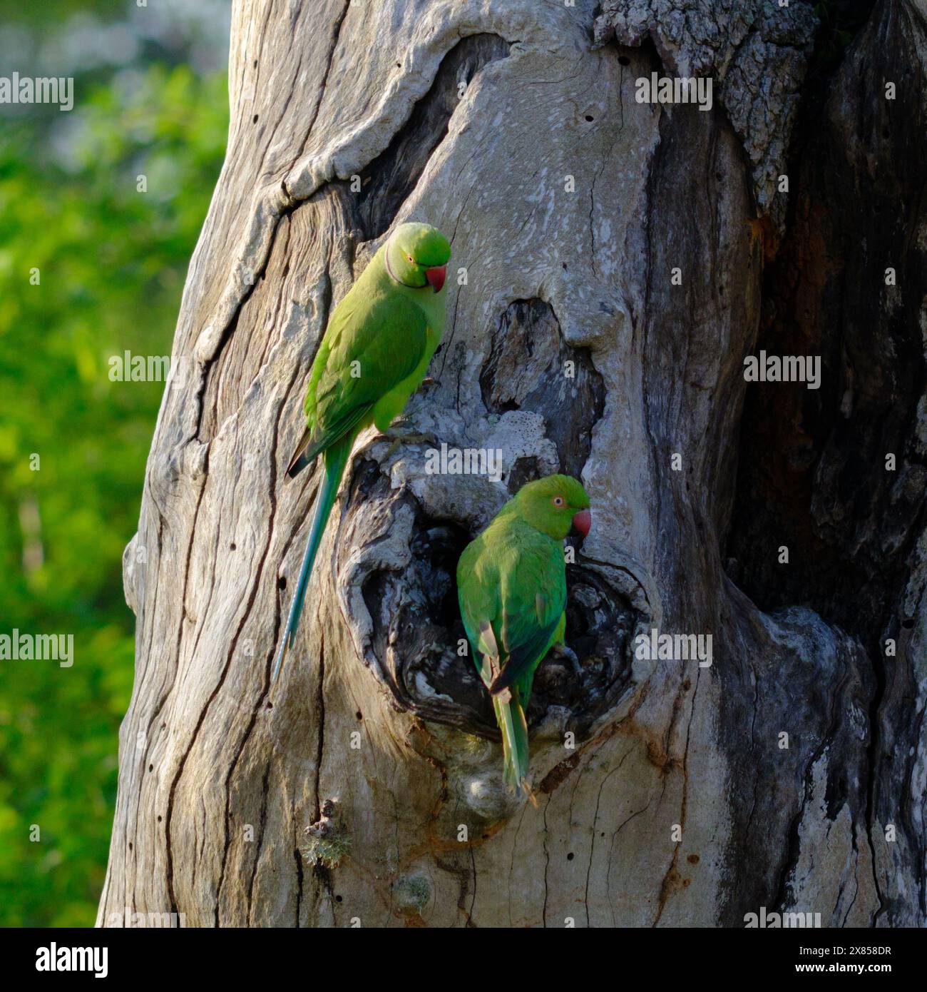 Grüne Wellensittiche Paarungspaar, Bundala Nationalpark, Sri Lanka. Stockfoto