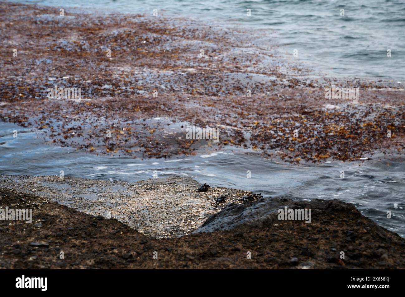 Eine felsige Küste mit einer großen Menge an Algen und Schutt. Das Wasser ist trüb und die Küste ist voller Müll Stockfoto