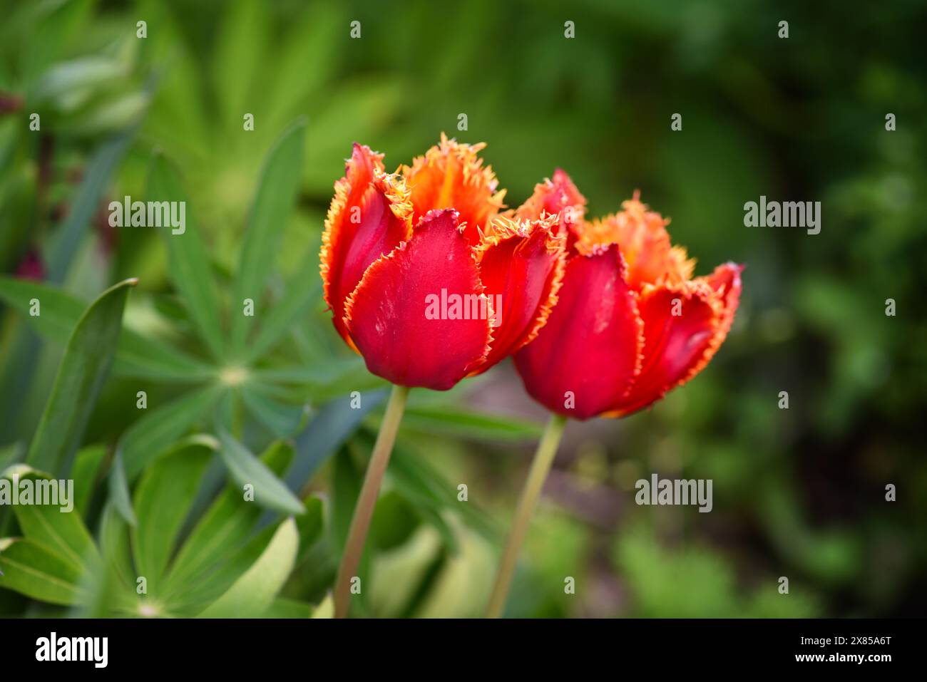 Rot-orange Frottee-Tulpen über natürlichem grünem Hintergrund. Natürlicher Hintergrund. Weichzeichner. Stockfoto