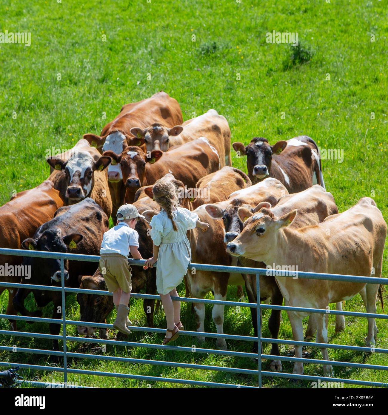 Junge und Mädchen sitzen am Tor und schauen sich Kühe auf grüner Wiese an Stockfoto