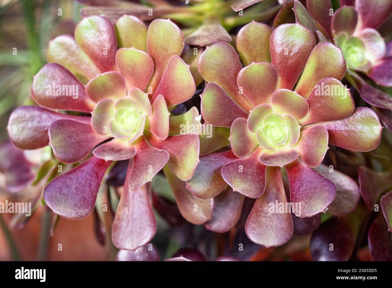 Baumaeonium (Aeonium arboreum), Crassulaceae. Zierpflanze. Strauchige saftige, gelbe Blüten. Stockfoto