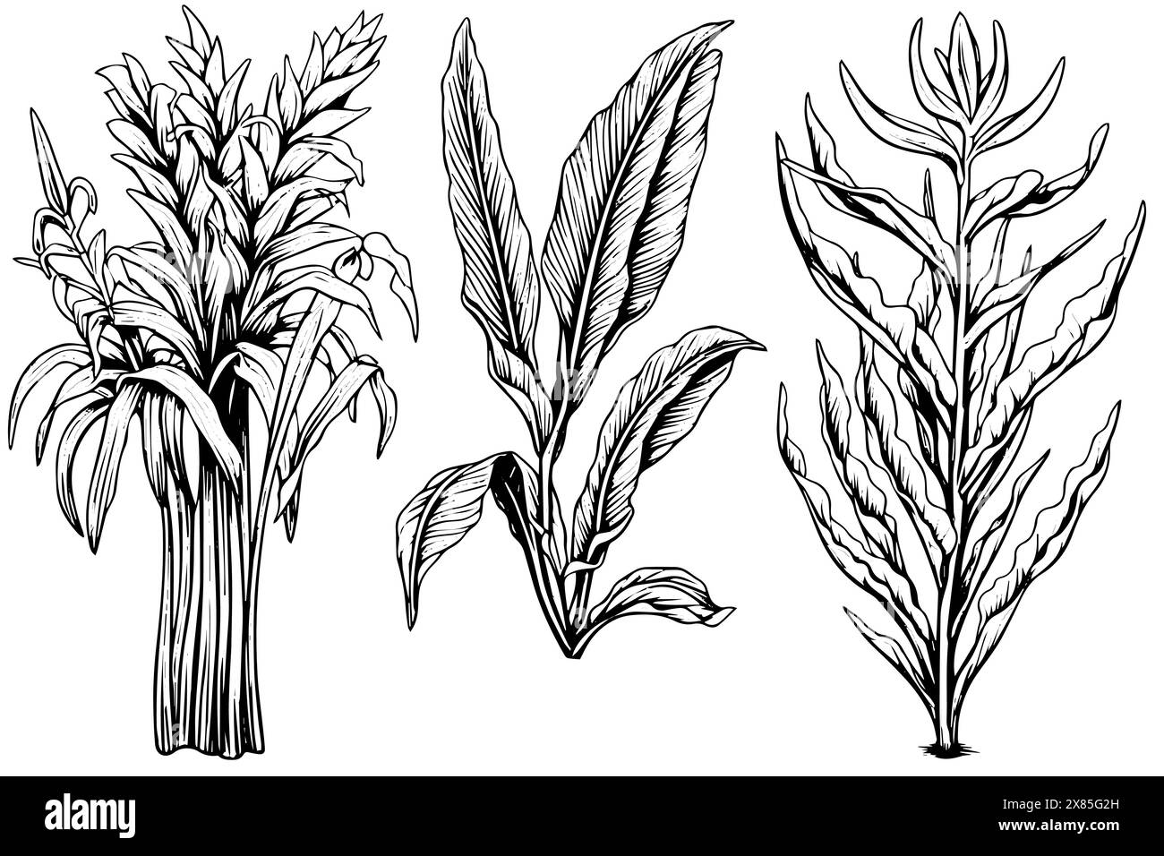 Vintage Mint Leaf Vector Sketch: Botanische Illustration von Pfefferminze und grüner Minze. Stock Vektor